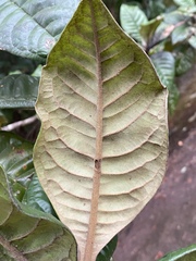 Xanthostemon graniticus