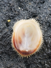 Pilosabia trigona