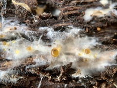 Beauveria bassiana