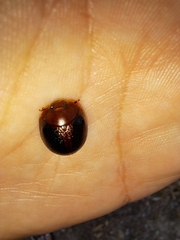 Dicranosterna immaculata