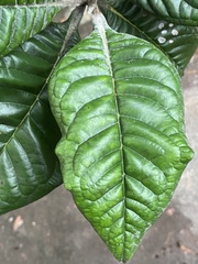 Xanthostemon graniticus