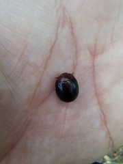 Dicranosterna immaculata