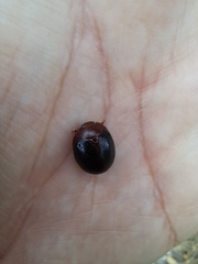 Dicranosterna immaculata