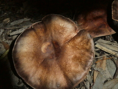 Cortinarius ohlone