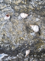 Littoraria pintado