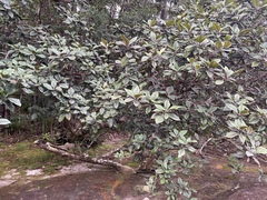 Xanthostemon graniticus