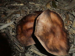 Cortinarius ohlone