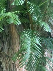 Metasequoia glyptostroboides