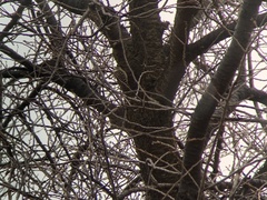 Yungipicus kizuki nippon