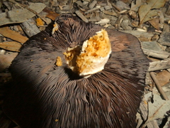 Cortinarius ohlone
