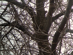 Yungipicus kizuki nippon