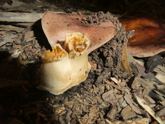 Cortinarius ohlone