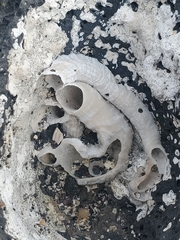 Thylacodes variabilis