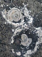 Thylacodes variabilis