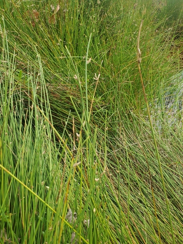 Cyperus laevigatus observed 2023-01-13