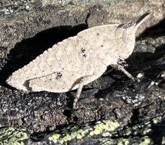 Goniaea australasiae