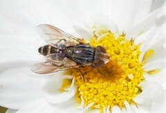 Protomiltogramma laticeps