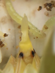 Glyphodes onychinalis