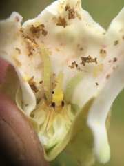 Glyphodes onychinalis