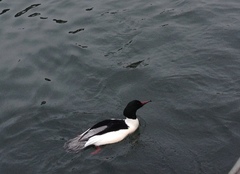 Mergus merganser