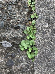 Dichondra micrantha
