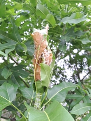 Dichocrocis clytusalis