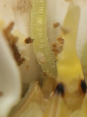 Glyphodes onychinalis