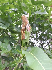 Dichocrocis clytusalis