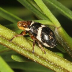 Bathyllus albicinctus