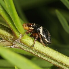 Bathyllus albicinctus