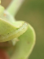 Glyphodes onychinalis