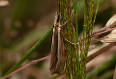 Orocrambus