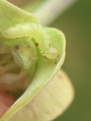 Glyphodes onychinalis