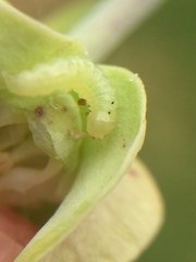 Glyphodes onychinalis