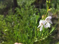Prostanthera nivea