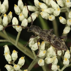 Pempsamacra dispersa