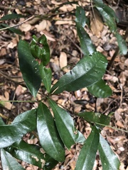 Beilschmiedia obtusifolia