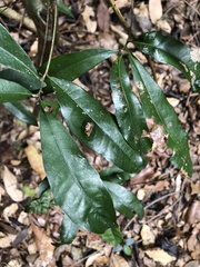 Beilschmiedia obtusifolia