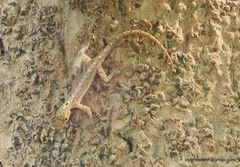 Cnemaspis littoralis