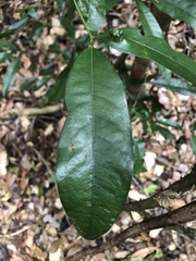 Beilschmiedia obtusifolia