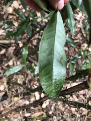 Beilschmiedia obtusifolia