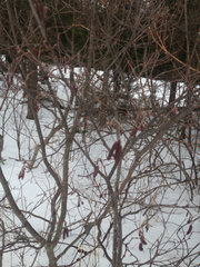 Alnus incana rugosa