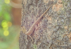 Cnemaspis littoralis
