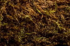 Sarmentypnum sarmentosum