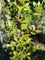 Coprosma montana