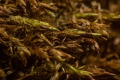 Sarmentypnum sarmentosum