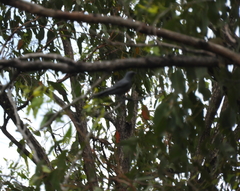 Edolisoma tenuirostre