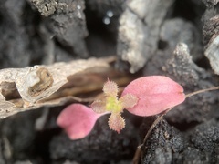 Pterostegia drymarioides