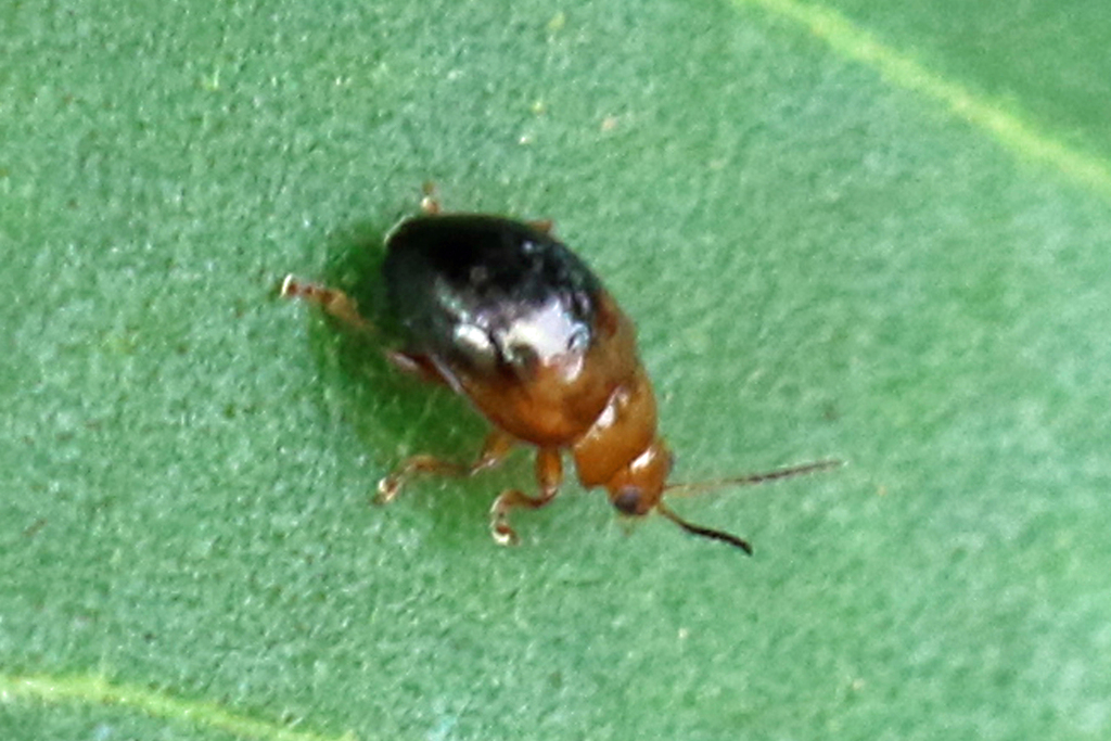 Nisotra bicolorata from Maroochydore QLD 4558, Australia on January 14