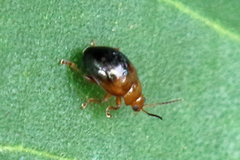 Nisotra bicolorata